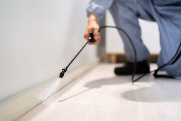Licensed Ant Control service in Lakeside, VA - Show Me Pest Control